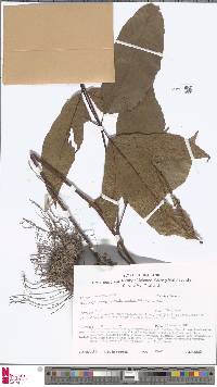Image of Tectaria angulata