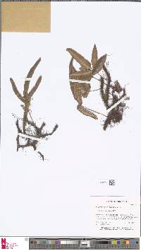 Davallia pentaphylla image