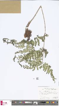 Ctenitis meridionalis image