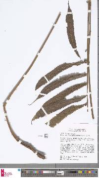Image of Sphaerostephanos pilososquamatus