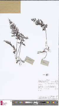 Image of Vandenboschia striata