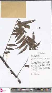 Image of Ptisana fraxinea