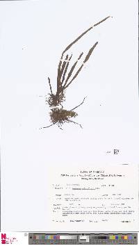 Lepisorus subconfluens image