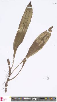 Image of Lepisorus mamas