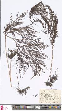Image of Odontosoria angustifolia