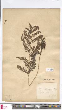 Athyrium tozanense image