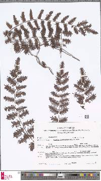 Image of Lygodium polystachyum