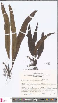 Image of Lepisorus bicolor