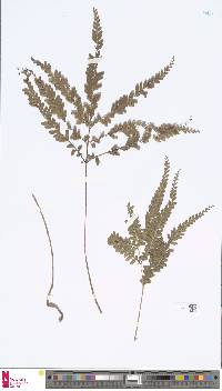 Lindsaea cultrata image