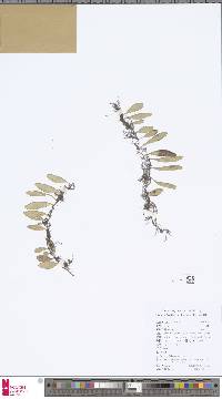 Image of Lemmaphyllum drymoglossoides