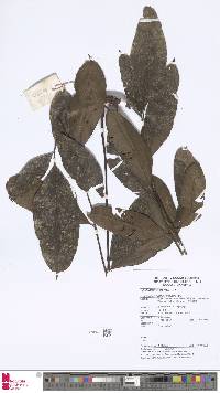 Image of Lomariopsis lineata
