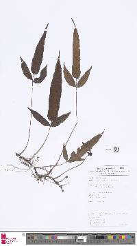 Grypothrix triphylla image