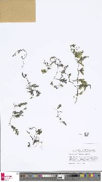 Image of Crepidomanes latealatum