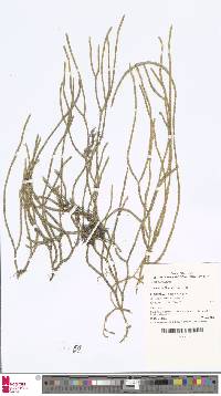 Image of Phlegmariurus filiformis