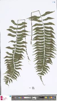 Hymenasplenium obscurum image