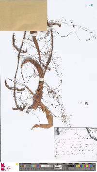 Oleandra wallichii image