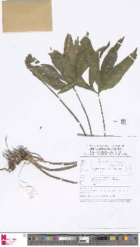 Helminthostachys zeylanica image