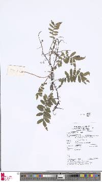 Image of Lomagramma merrillii