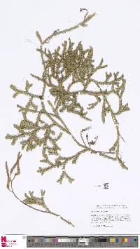 Image of Lycopodium japonicum