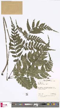 Marattia excavata image