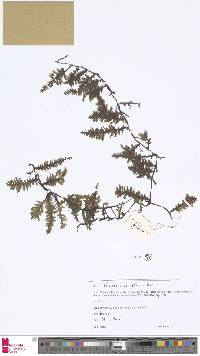 Didymoglossum lehmannii image