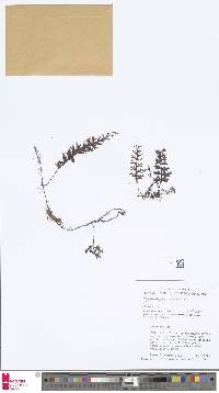 Hymenophyllum ciliatum image