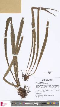 Image of Loxogramme paltonioides