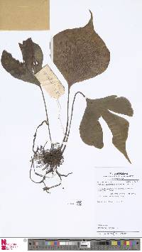Image of Antrophyum latifolium
