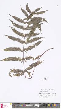 Pteris aspericaulis image