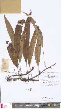 Image of Oleandra undulata