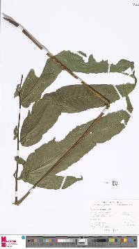 Image of Tectaria incisa