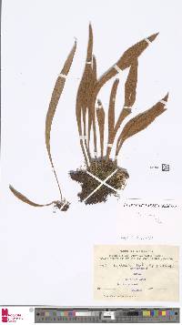 Image of Pyrrosia porosa