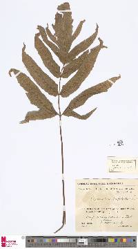 Tectaria subtriphylla image