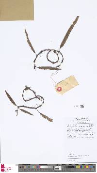 Image of Davallia angustata