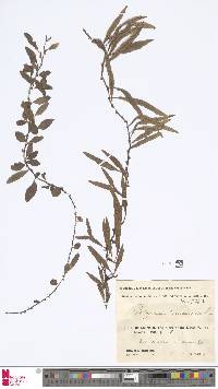 Microgramma heterophylla image
