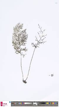 Image of Vandenboschia maxima