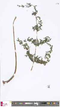Image of Macrothelypteris polypodioides