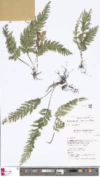 Image of Hymenophyllum microcarpum