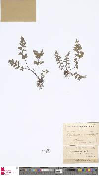 Image of Cheilanthes microphylla