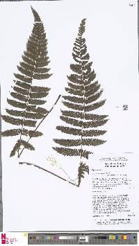 Alsophila borneensis image