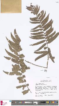 Asplenium marattioides image