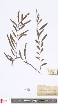 Microgramma heterophylla image