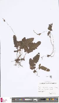 Tectaria zeilanica image