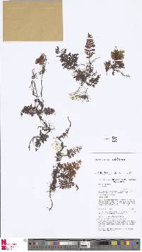 Image of Crepidomanes bilabiatum