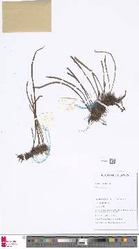 Image of Haplopteris ensiformis