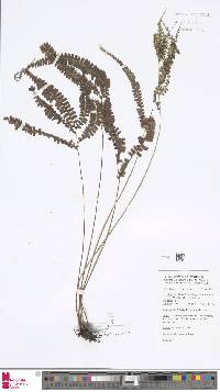 Lindsaea lobata image
