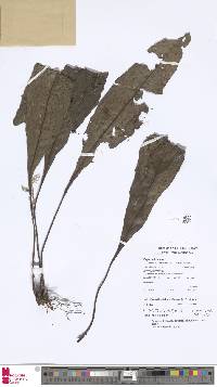 Image of Dracoglossum plantagineum
