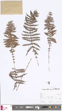 Image of Coryphopteris nipponica