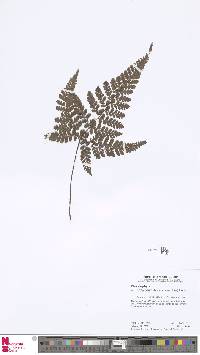 Image of Triplophyllum dicksonioides
