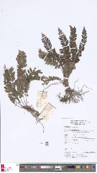 Image of Cephalomanes singaporianum